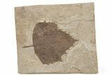 Fossil Poplar Leaf (Populus) - Nebraska #262291-1